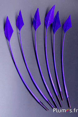 Cygne flèche - 20-30 cm - aubergine